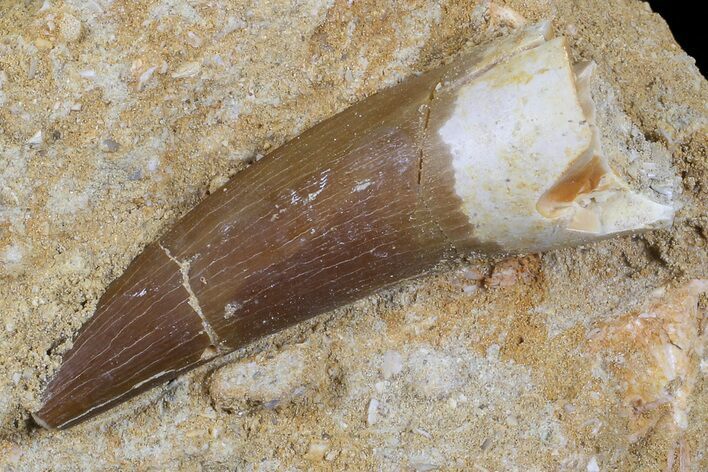 Fossil Plesiosaur (Zarafasaura) Tooth - Morocco #70299
